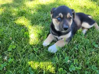 Lady, a female German Shepherd Dog and Siberian Husky for sale in Inkster, MI – 4 of 4