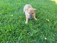 Daisy , a female Australian Shepherd and German Shepherd Dog for sale in Inkster, MI – 3 of 5