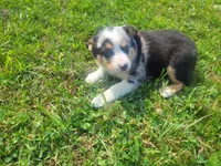 John , a male Australian Shepherd and German Shepherd Dog for sale in Inkster, MI – 3 of 4