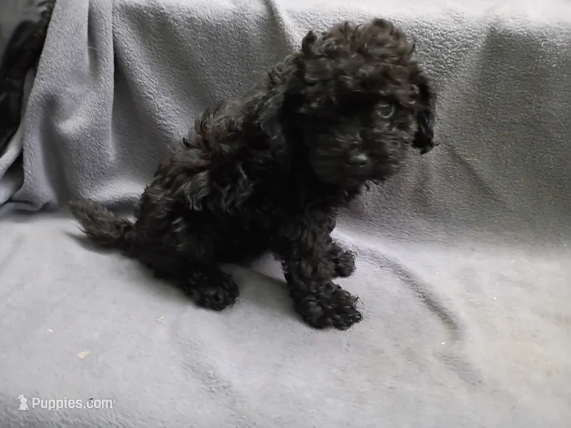 Max – Poodle - Toy  puppy for sale in Inkster, MI