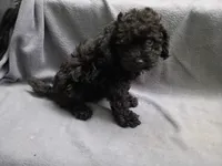 Max, a male Poodle - Toy  for sale in Inkster, MI – 1 of 4
