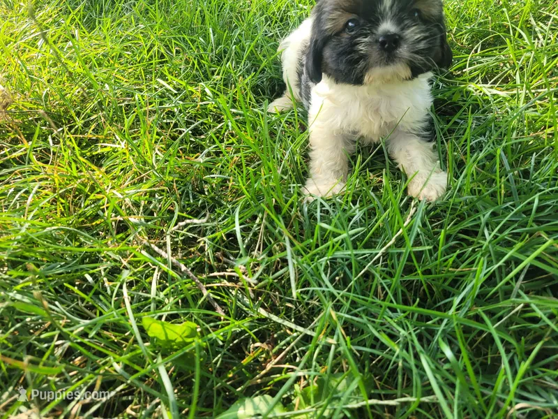 Alex  – Havanese, Shih Tzu puppy for sale in Inkster, MI