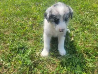 Ram, a male Australian Shepherd and German Shepherd Dog for sale in Inkster, MI – 4 of 4