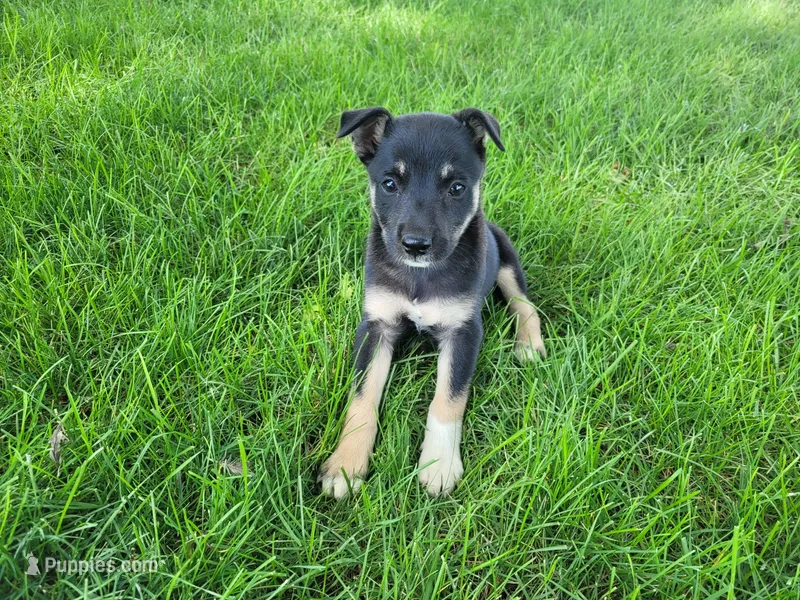 Lady – German Shepherd Dog, Labrador Retriever puppy for sale in Inkster, MI