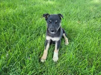 Lady, a female German Shepherd Dog and Labrador Retriever for sale in Inkster, MI – 1 of 4