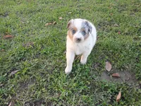 Lady, a female Australian Shepherd and German Shepherd Dog for sale in Inkster, MI – 2 of 3