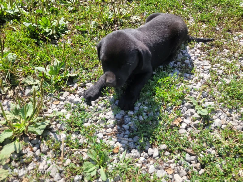 Black  – Australian Shepherd, Labrador Retriever puppy for sale in Inkster, MI