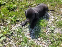 Black , a male Australian Shepherd and Labrador Retriever for sale in Inkster, MI – 1 of 5