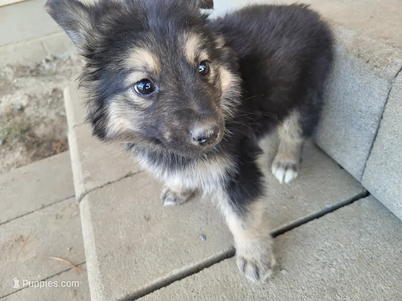Jack  – Australian Shepherd, German Shepherd Dog puppy for sale in Inkster, MI
