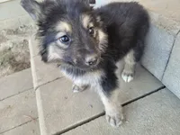 Jack , a male Australian Shepherd and German Shepherd Dog for sale in Inkster, MI – 1 of 4