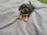 Angie, a female Morkie for sale in Inkster, MI – 4 of 5