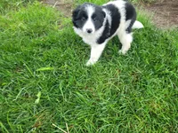 John , a male Border Collie for sale in Inkster, MI – 2 of 3
