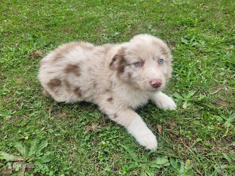 Daisy  – Australian Shepherd puppy for sale in Inkster, MI