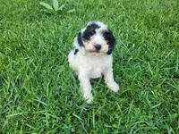 Daisy , a female Cavapoo for sale in Inkster, MI – 3 of 5