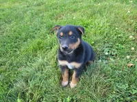 Jack , a male Australian Shepherd and German Shepherd Dog for sale in Inkster, MI – 3 of 5