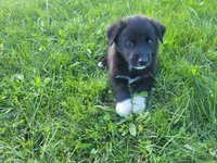 John , a male German Shepherd Dog and Labrador Retriever for sale in Inkster, MI – 4 of 5