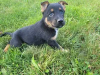 Max , a male Australian Shepherd and German Shepherd Dog for sale in Inkster, MI – 4 of 4