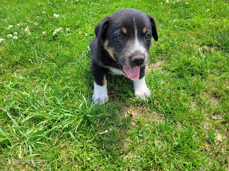 Linda  – Australian Shepherd, German Shepherd Dog puppy for sale in Inkster, MI