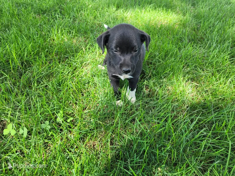 Lady – German Shepherd Dog, Labrador Retriever puppy for sale in Inkster, MI