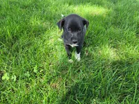 Lady, a female German Shepherd Dog and Labrador Retriever for sale in Inkster, MI – 1 of 4