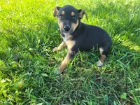 Kim , a female German Shepherd Dog and Labrador Retriever for sale in Inkster, MI – 2 of 4
