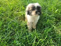 Daisy , a female Shih Tzu for sale in Inkster, MI – 2 of 4