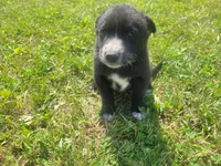 Black , a male Australian Shepherd and German Shepherd Dog for sale in Inkster, MI – 3 of 5