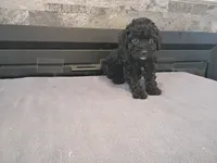 Black , a male Cavapoo for sale in Inkster, MI – 4 of 6