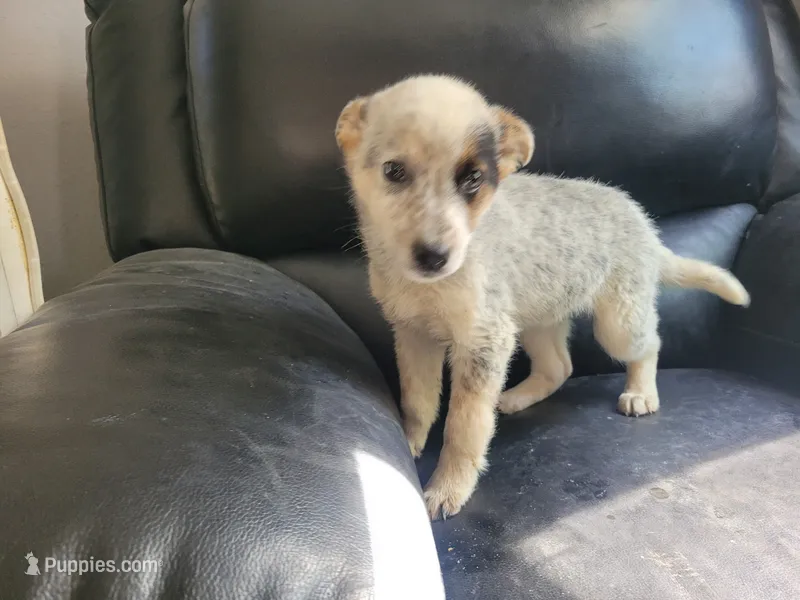 Silver – Australian Cattle Dog, Australian Shepherd puppy for sale in Inkster, MI