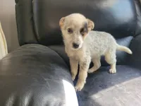 Silver, a female Australian Cattle Dog and Australian Shepherd for sale in Inkster, MI – 1 of 3