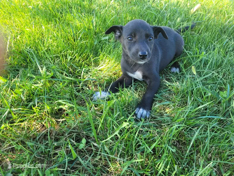 Lulu  – German Shepherd Dog, Labrador Retriever puppy for sale in Inkster, MI