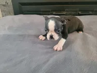 Black , a male Boston Terrier for sale in Inkster, MI – 5 of 6