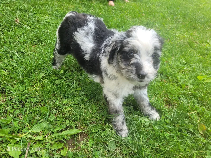 Linda  – Australian Shepherd, Border Collie puppy for sale in Inkster, MI