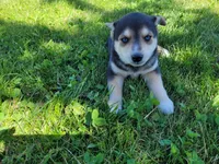 Jackie, a female German Shepherd Dog and Siberian Husky for sale in Inkster, MI – 3 of 5