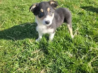 Lulu , a female Border Collie and German Shepherd Dog for sale in Inkster, MI – Photo 4 of 4