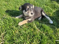 Daisy , a female Border Collie and German Shepherd Dog for sale in Inkster, MI – Photo 2 of 4