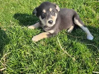 Daisy , a female Border Collie and German Shepherd Dog for sale in Inkster, MI – Photo 4 of 4