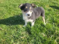 Lulu , a female Border Collie and German Shepherd Dog for sale in Inkster, MI – Photo 2 of 4