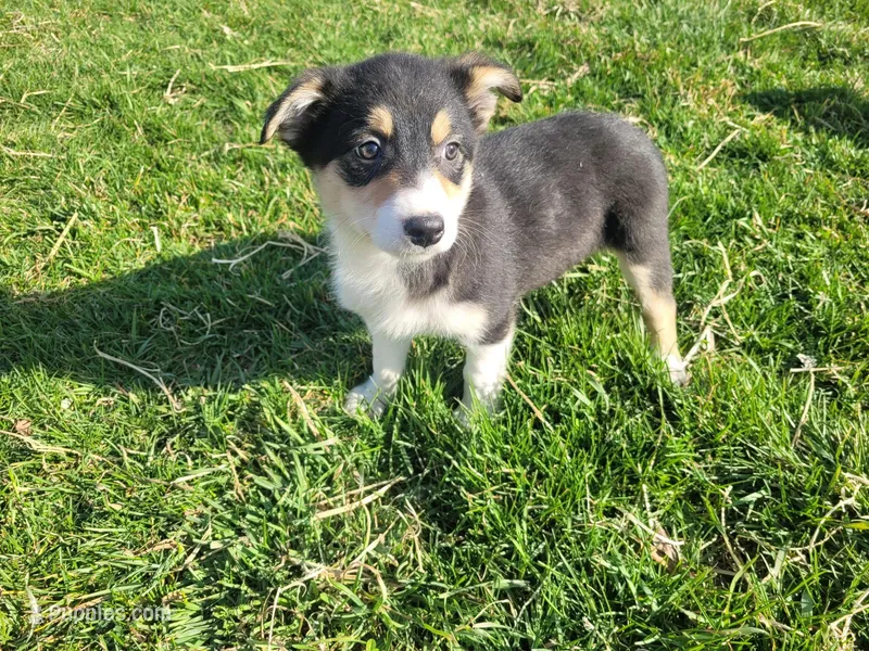 Lulu  – Border Collie, German Shepherd Dog puppy for sale in Inkster, MI