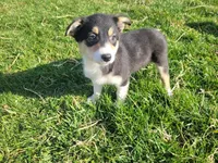 Lulu , a female Border Collie and German Shepherd Dog for sale in Inkster, MI – Photo 1 of 4