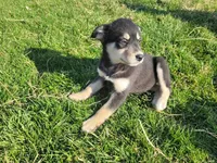Daisy , a female Border Collie and German Shepherd Dog for sale in Inkster, MI – Photo 1 of 4