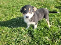 Lulu , a female Border Collie and German Shepherd Dog for sale in Inkster, MI – Photo 3 of 4
