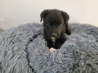 Jackie, a female Australian Shepherd and Labrador Retriever for sale in Inkster, MI – 3 of 6