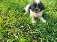 Alex , a male Havanese and Shih Tzu for sale in Inkster, MI – 5 of 5