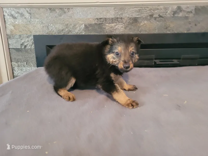 Kim – Australian Shepherd, German Shepherd Dog puppy for sale in Inkster, MI