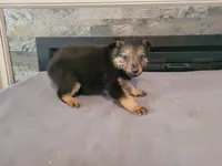 Kim, a female Australian Shepherd and German Shepherd Dog for sale in Inkster, MI – 1 of 4