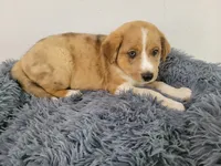Lulu , a female Australian Shepherd and German Shepherd Dog for sale in Inkster, MI – 4 of 5