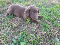 Lulu , a female Australian Shepherd and Labrador Retriever for sale in Inkster, MI – 4 of 4