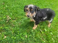 John , a male Australian Shepherd and Border Collie for sale in Inkster, MI – 3 of 4