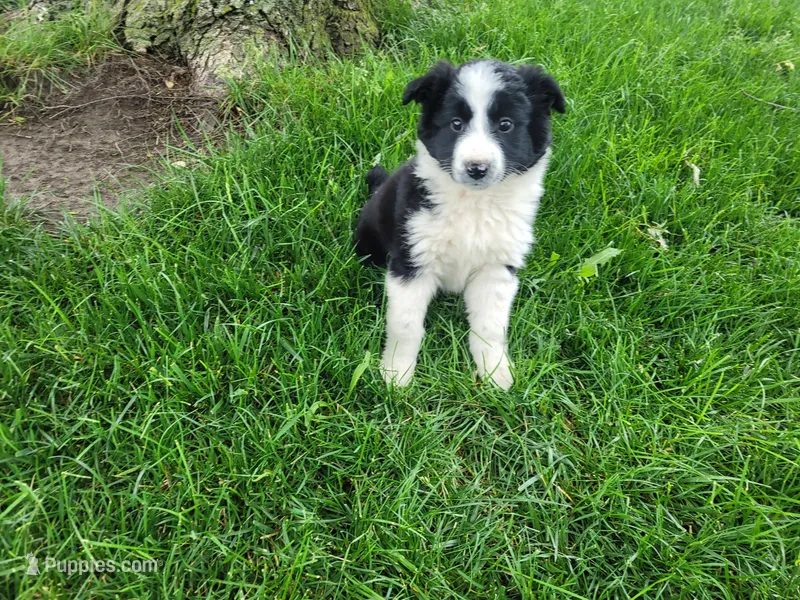 Lady – Border Collie puppy for sale in Inkster, MI